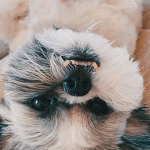 Meet your Posher, Ella